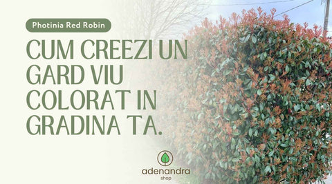 Photinia Red Robin – Cum creezi un gard viu colorat în grădina ta