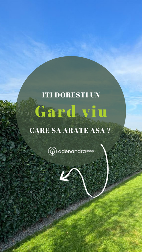 Prunus Laurocerasus: Gardul viu dens, elegant și compact