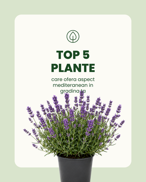 Top 5 plante care ofera aspect mediteranean in Romania