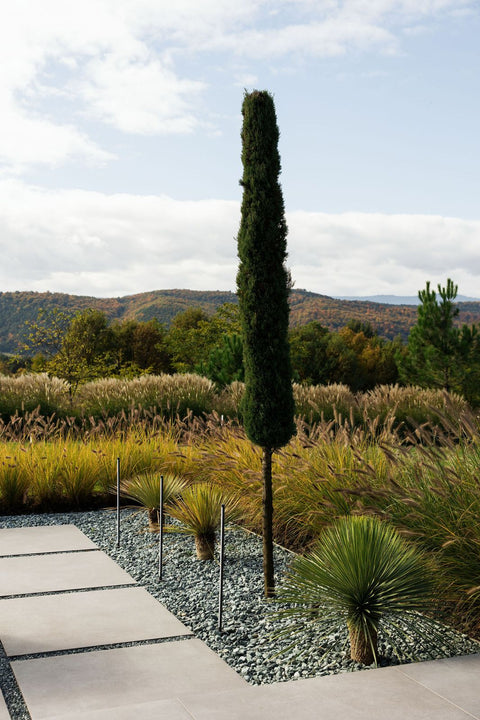 Yucca Rostrata - Avantaje, limitări și idei de amenajare pentru o grădina modernă