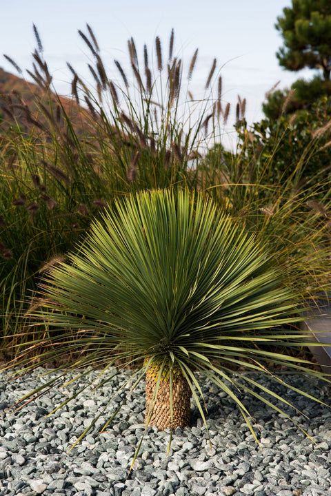 Yucca Rostrata - Planta exotica ce transformă orice grădină