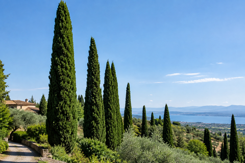 Chiparos italian (Cupressus sempervirens): plantare și îngrijire
