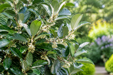 Elaeagnus × ebbingei: ghid complet de plantare, îngrijire și utilizare