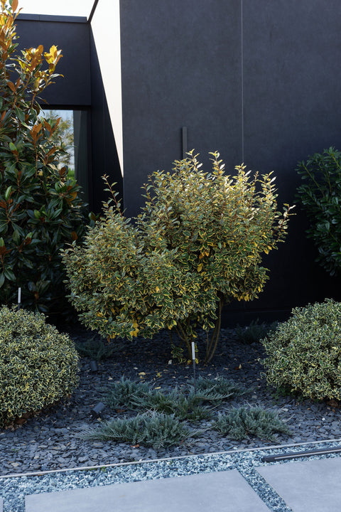 Redefinește Decorul Grădinii cu Marmura Feliată Neagră – Simplitate, Eleganță, Durabilitate