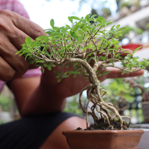 Cleste Bonsai