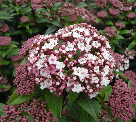 Arbori Ornamentali