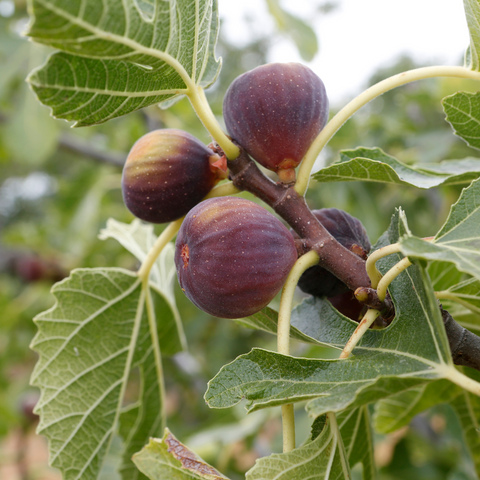 Pomi Fructiferi