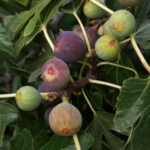 Fructiferi