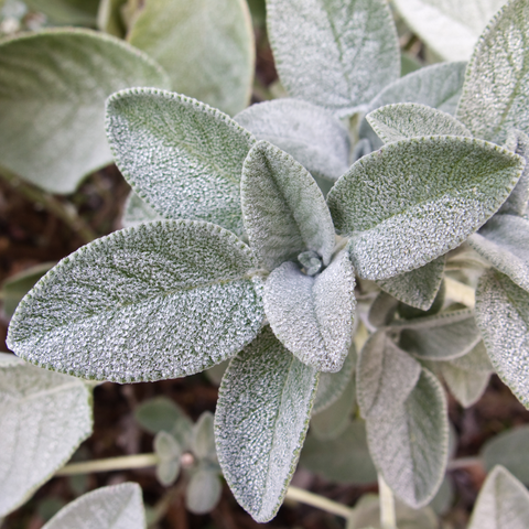 Plante Aromatice