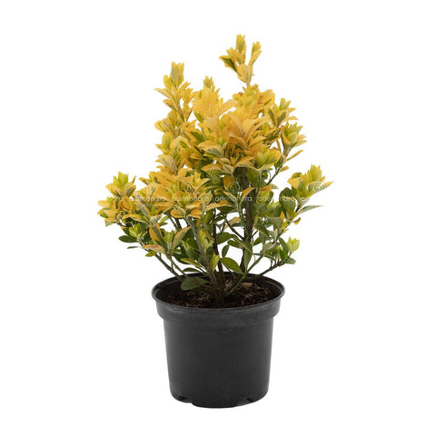Salba japoneza (Euonymus Jap. Aurea), h 30-50 cm