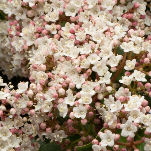 Viburnum Tinus, 40-60 cm