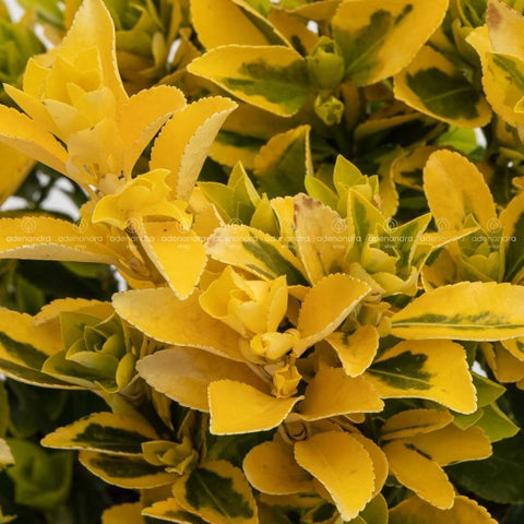 Salba japoneza (Euonymus Jap. Aurea), h 30-50 cm