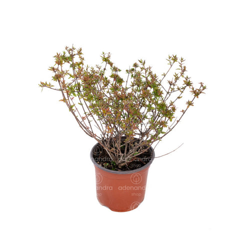 Abelia Grandiflora, h 35-40 cm, verde-rosu