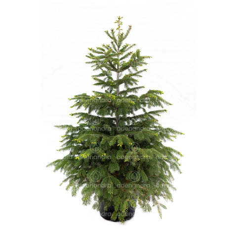 Brad de Caucaz (Abies Nordmanniana), h 125-150 cm, verde