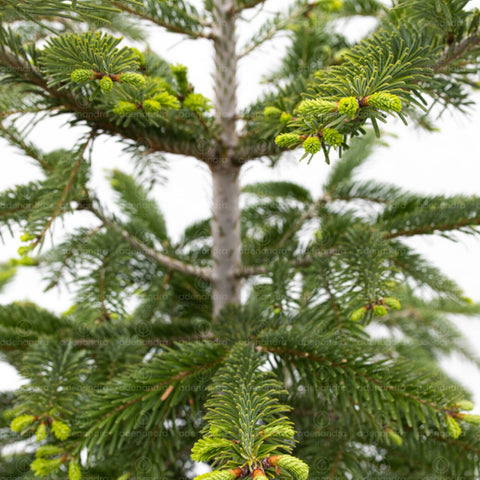 Brad de Caucaz (Abies Nordmanniana), h 125-150 cm, verde