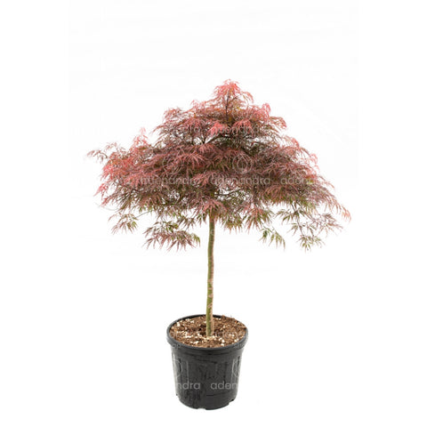 Artar japonez rosu (Acer Palmatum Dissectum Inaba Shidare), h 120-140 cm