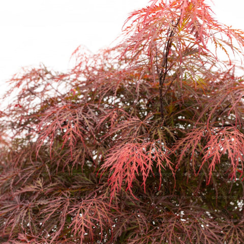 Artar japonez rosu (Acer Palmatum Dissectum Inaba Shidare), h 120-140 cm