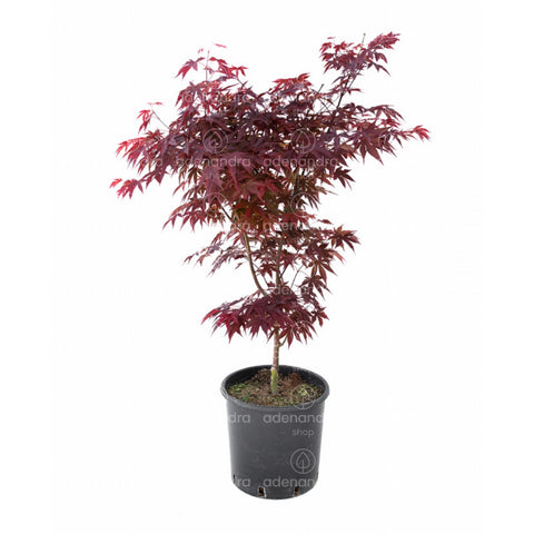 Artar japonez Fireglow (Acer Palmatum Fireglow), h 70-80 cm, rosu