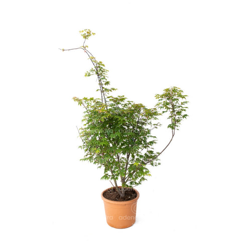 Artar japonez (Acer Palmatum Osakazuki), h 100-125 cm, verde