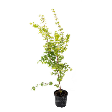 Artar japonez Sangokaku (Acer Palmatum Sangokaku), h 125-150 cm, verde-galben