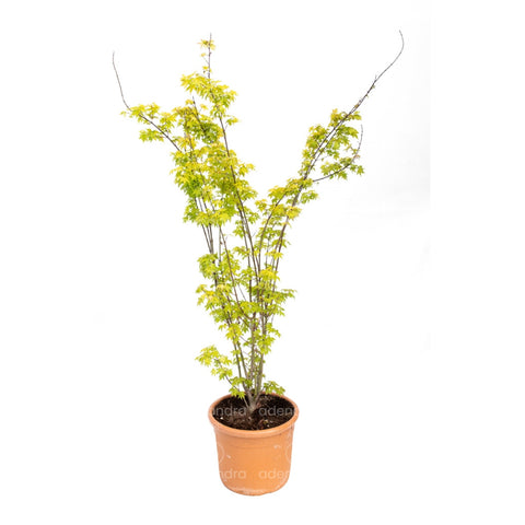 Artar japonez (Acer Palmatum Summer Gold), h 100-125 cm, galben