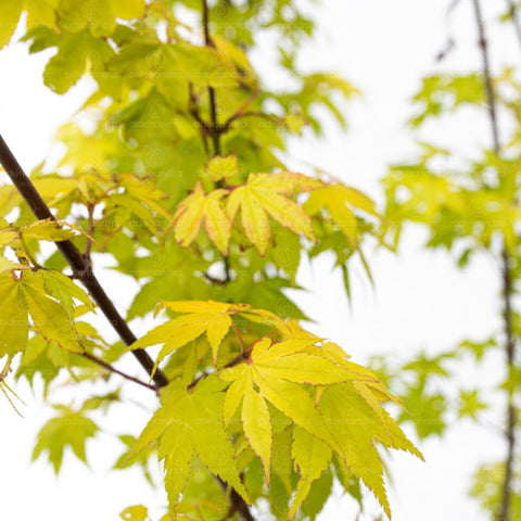 Artar japonez (Acer Palmatum Summer Gold), h 100-125 cm, galben