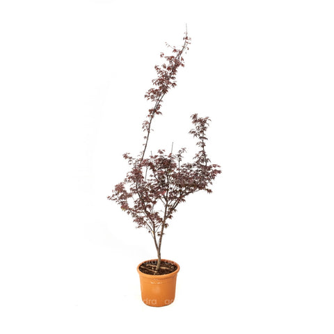 Artar japonez Bloodgood (Acer Palmatum Bloodgood), h 125-150 cm, rosu