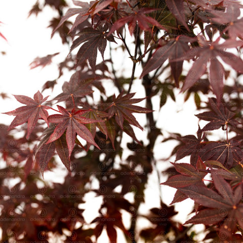Artar japonez Bloodgood (Acer Palmatum Bloodgood), h 125-150 cm, rosu