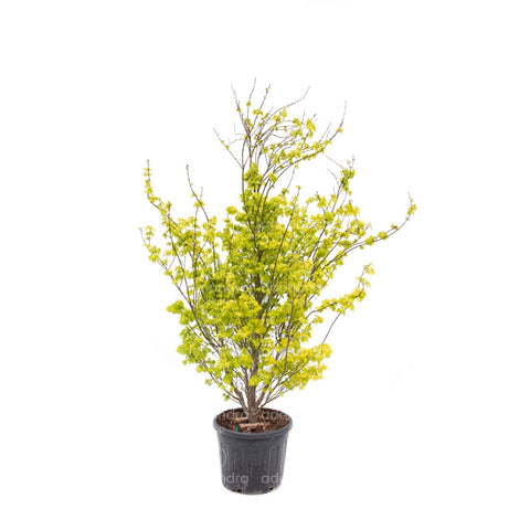 Artar japonez (Acer Palmatum Summer Gold), h 150-175 cm, galben