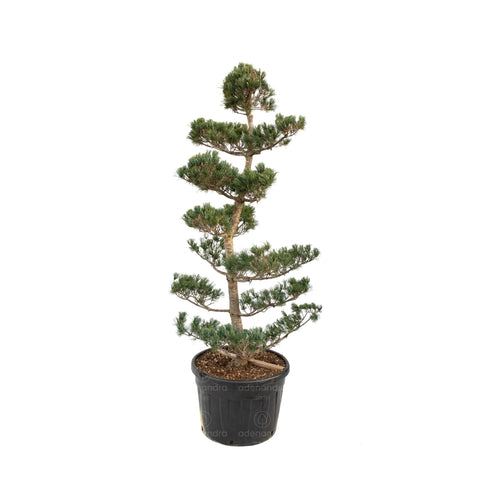 Pinus Pentaphilla, h 200-250 cm, Bonsai