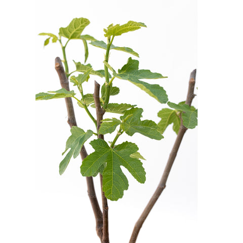 Smochin alb pe tulpina (Ficus Carica Bianco)
