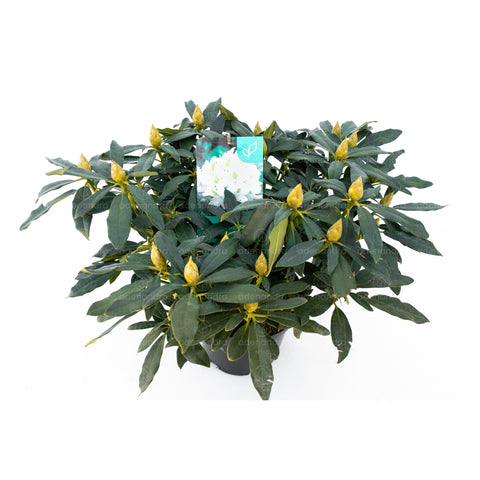 Rhododendron Hybridum, h 35-40 cm
