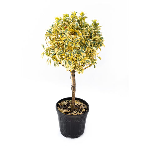 Salba japoneza Bravo (Euonymus Japonicum Bravo), h 40-60 cm pe tulpina