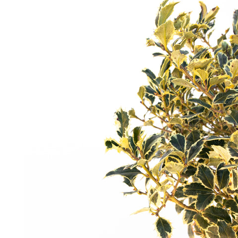 Laur ilex Aquifolium Argenteomarginata, h 120-140 cm