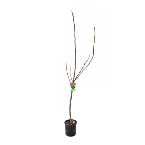Ficus Carica pe tulpina h 120-140 cm, smochin, verde