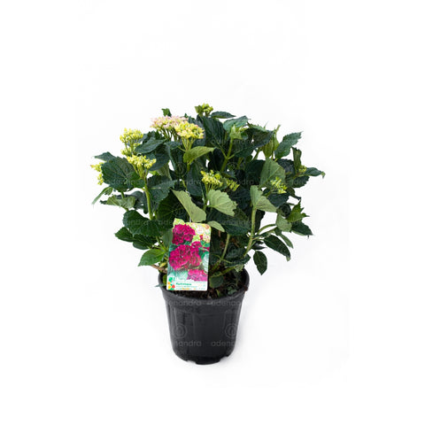 Hortensie (Hydrangea Macrophylla Merveille Sanguine)