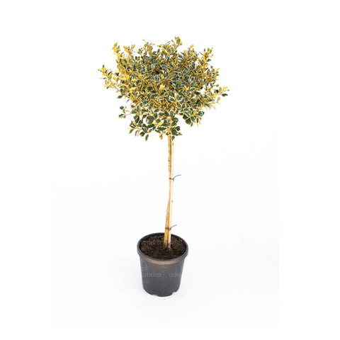 Laur ilex Aquifolium Argenteomarginata, h 120-140 cm