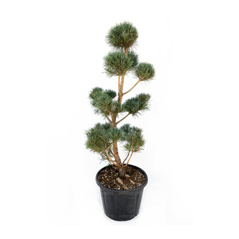 Pinus Sylvestris Glauca, h 110-130 cm,  Bonsai