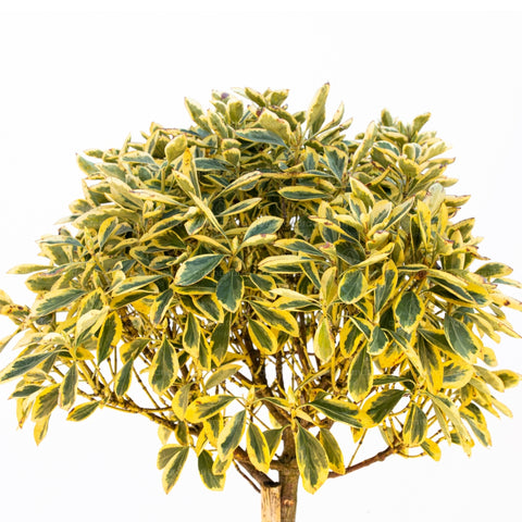 Salba japoneza Bravo (Euonymus Japonicum Bravo), h 100-120 cm pe tulpina