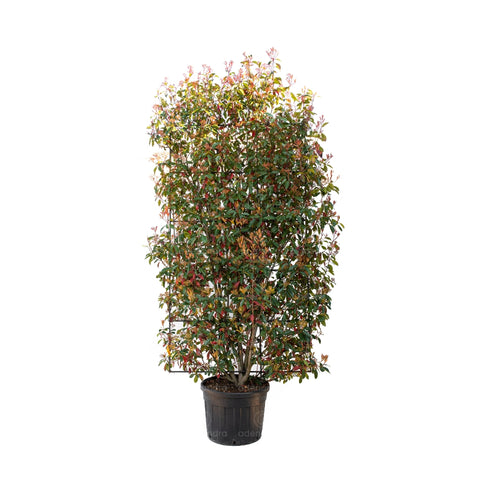 Photinia Fraseri Red Robin, h 200-220 cm, Spalliera Multifusto