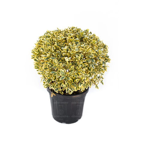 Salba japoneza Bravo (Euonymus Japonicum Bravo), h 60-70 cm, Palla