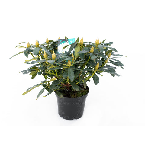 Rhododendron Hybridum, h 35-40 cm