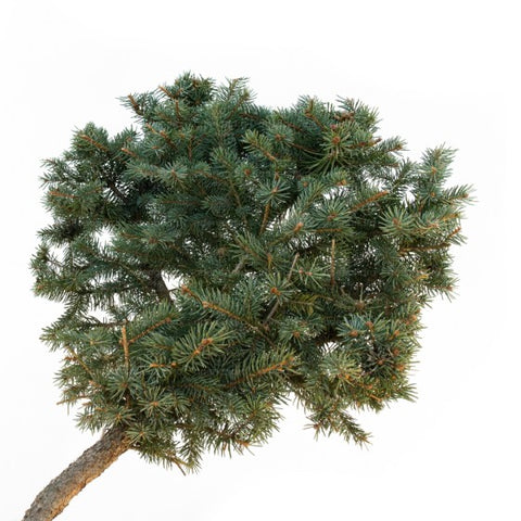 Molid argintiu Oldenburg (Picea Pungens Oldenburg), h 200-250 cm, Bonsai