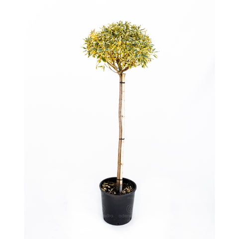 Salba japoneza Bravo (Euonymus Japonicum Bravo), h 100-120 cm pe tulpina