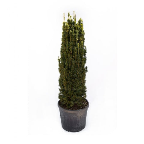 Tisa aurie (Taxus Baccata Fastigiata Aurea) h 160-180 cm