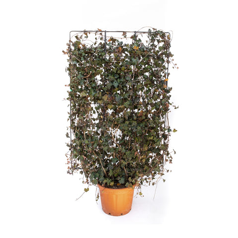 Iedera (Hedera Hibernica), 180 * 120 cm, Spalliera