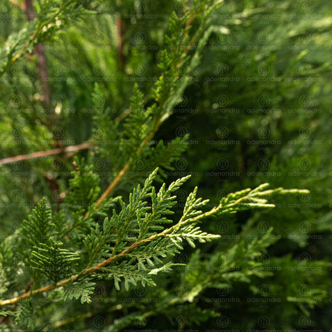 Chiparos Leyland Gold Rider (Cupressocyparis Leylandii Gold Rider), h 200-250 cm