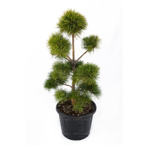 Pin negru austriac (Pinus Nigra Austriaca) h 100-120 cm, Pompons