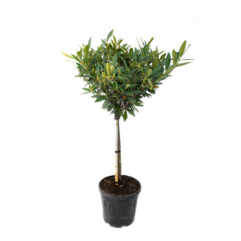 Laur englezesc (Prunus Laurocerasus Otto Luyken) h 80-100 cm, pe tulpina
