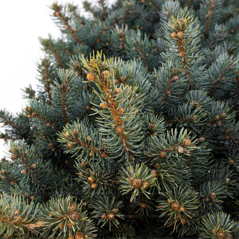 Molid argintiu Fat Albert (Picea Pungens Fat Albert),  h 80-100 cm, Multistem